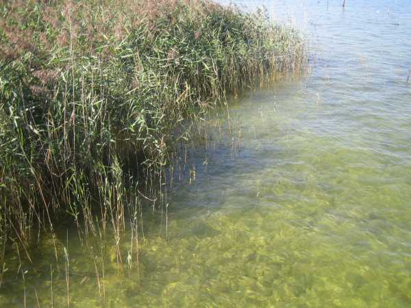 Reeds on the shore of an insland in Chiemsee