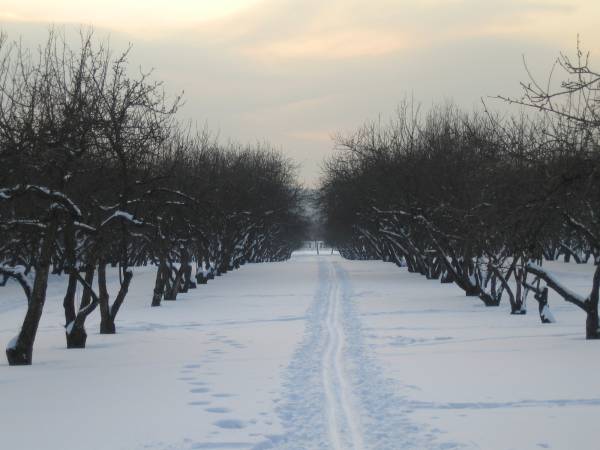 Cherry orchard at Kolomenskoe in winter