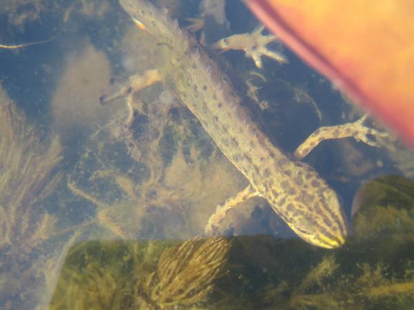 Smooth newt, or palmate newt?